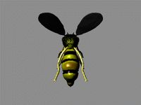 Wasp