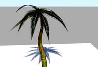 Palm Trees