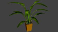 Big Leaf Potted Plant