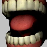 Set of three rigged female models