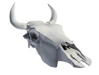 Bull Skull