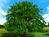 Tree Ash 07m