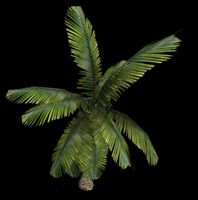 Small Palm Tree