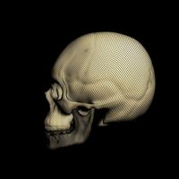 skull