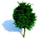 Realistic Tree