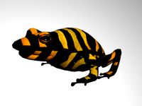 Poison Dart Frog