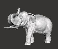 Asian Elephant
