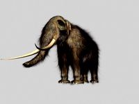 Mammoth