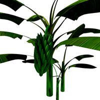 Plantain plant