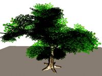 deciduous