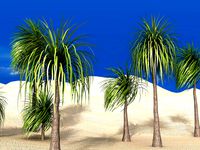 ponytail palm