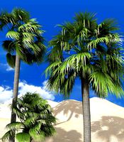 palmyra palm