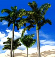 foxtail palm