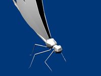 DragonFly.3ds
