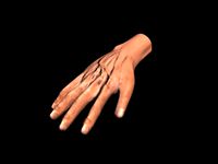 Hand low poly