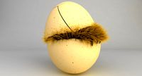 Egg First