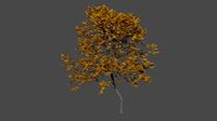 Oak tree 9
