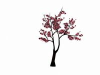 Sakura tree
