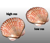 Shell