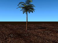 palm tree