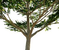 Terminalia ivorensis