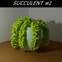 Succulent Sedum Morganiunum