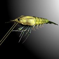 Rigged prawn