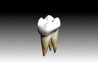 first molar maxilar textured and animated.max