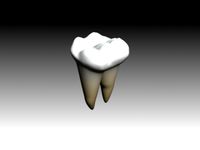 first molar mandibular textured and animated.max