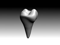 second premolar mandibular.3DS
