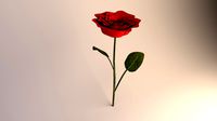 Red Rose
