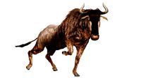Wildebeest