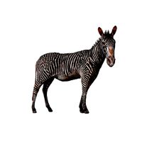 Burchells zebra (Animated) Museum Specimen