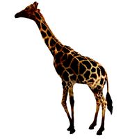 Giraffe Museum Specimen (Animated)