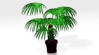 Areca Palm