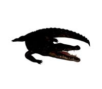 Croco