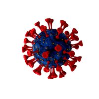 Coronavirus COVID 19