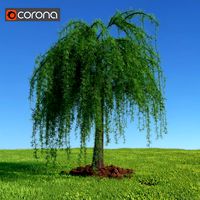 European larch