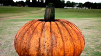 Realistic Pumpkin