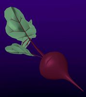 Garden Beet (LOW POLY)