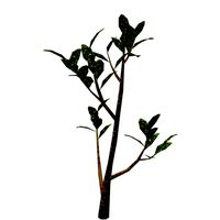 Ornamental Plant 1