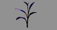 Ornamental Plant