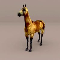 Horse Akhal-Teke Buckskin (Fur)