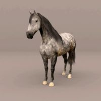 Horse Andalusian Grey (Fur)