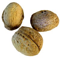 Walnut