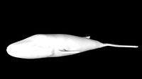 Blue whale