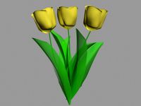 Tulip