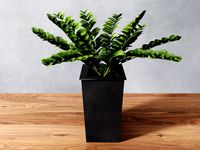 Zamioculcas Zamiifolia ZZ Plant