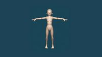 Female Base Mesh