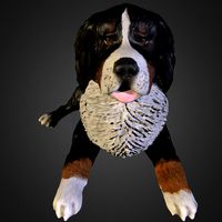 Bernese Mountain Dog